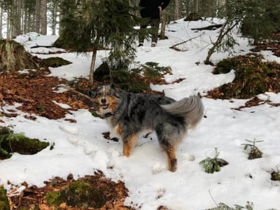 Hundetraining 01. - 06.01.2018 Bild 2