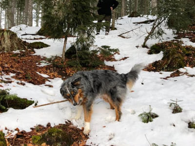 Hundetraining 01. - 06.01.2018