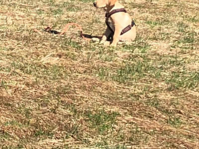 Hundetraining 08.04.2018 Bild 5