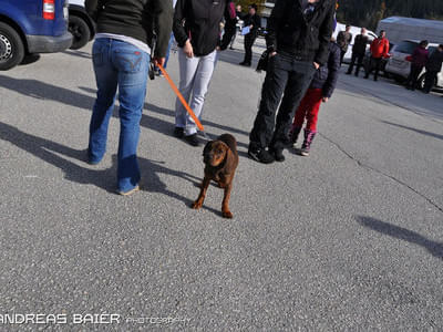 Hundechallenge Bild 67