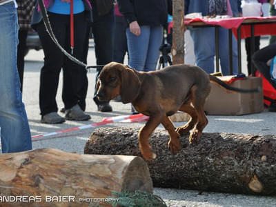 Hundechallenge Bild 68