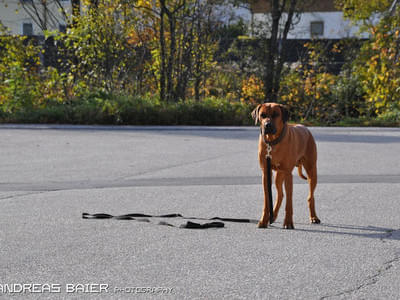 Hundechallenge Bild 63