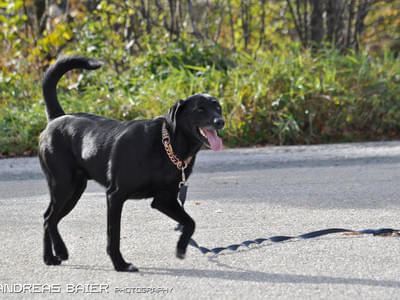 Hundechallenge Bild 47