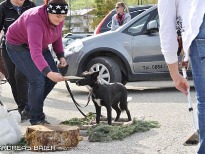 Hundechallenge Bild 42