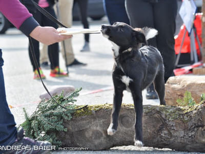 Hundechallenge Bild 43