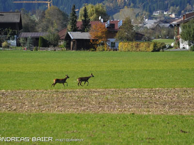 Hundechallenge Bild 24