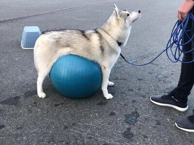 Hundetraining Oktober